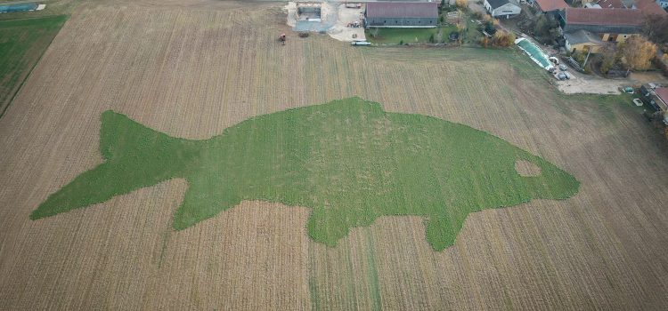 Größter Karpfen der Welt wächst im Land der 1000 Teiche